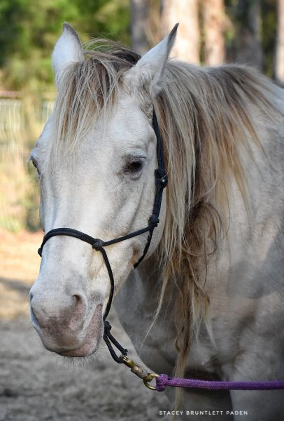 Close up picture of a buckskin  creme colored quarterhorse mare.   